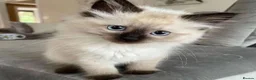 Siamese cats for sale: The Crown Jewels of Companionship-Siamese Kittens in Norwich - Advert 2