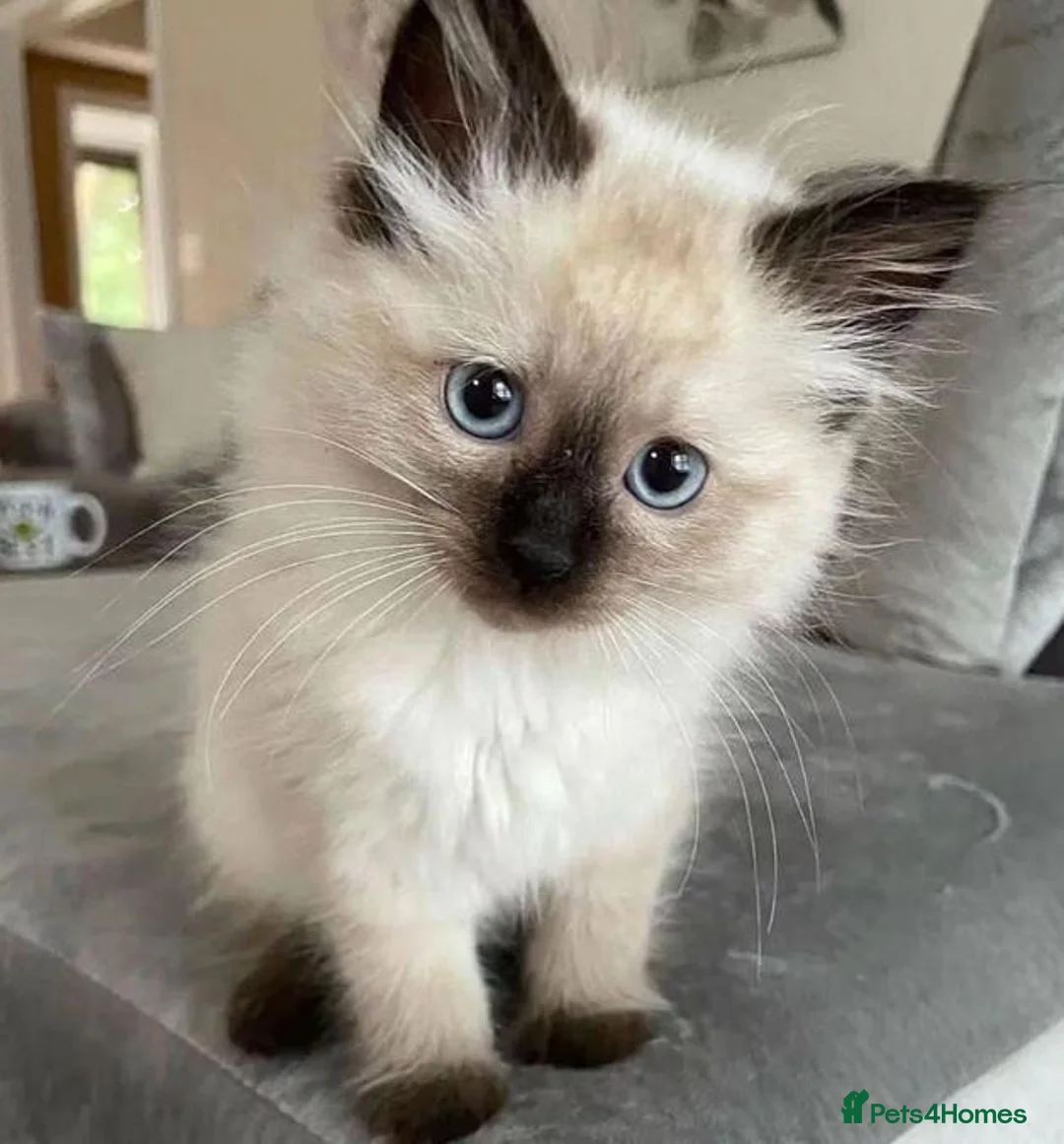 Siamese cats for sale: The Crown Jewels of Companionship-Siamese Kittens in Norwich - Advert 2