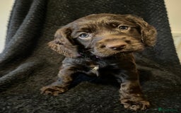Cocker Spaniel dogs for sale: Outstanding littler of working cocker spaniels - Image 2