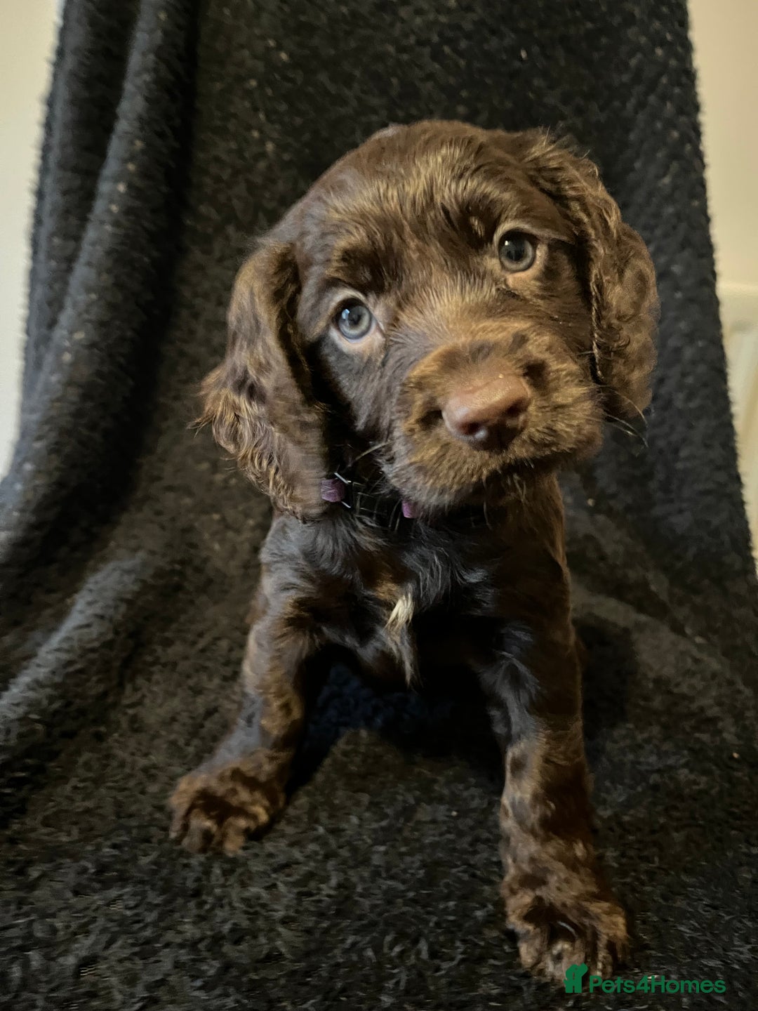 Cocker Spaniel dogs for sale: Outstanding littler of working cocker spaniels - Image 2