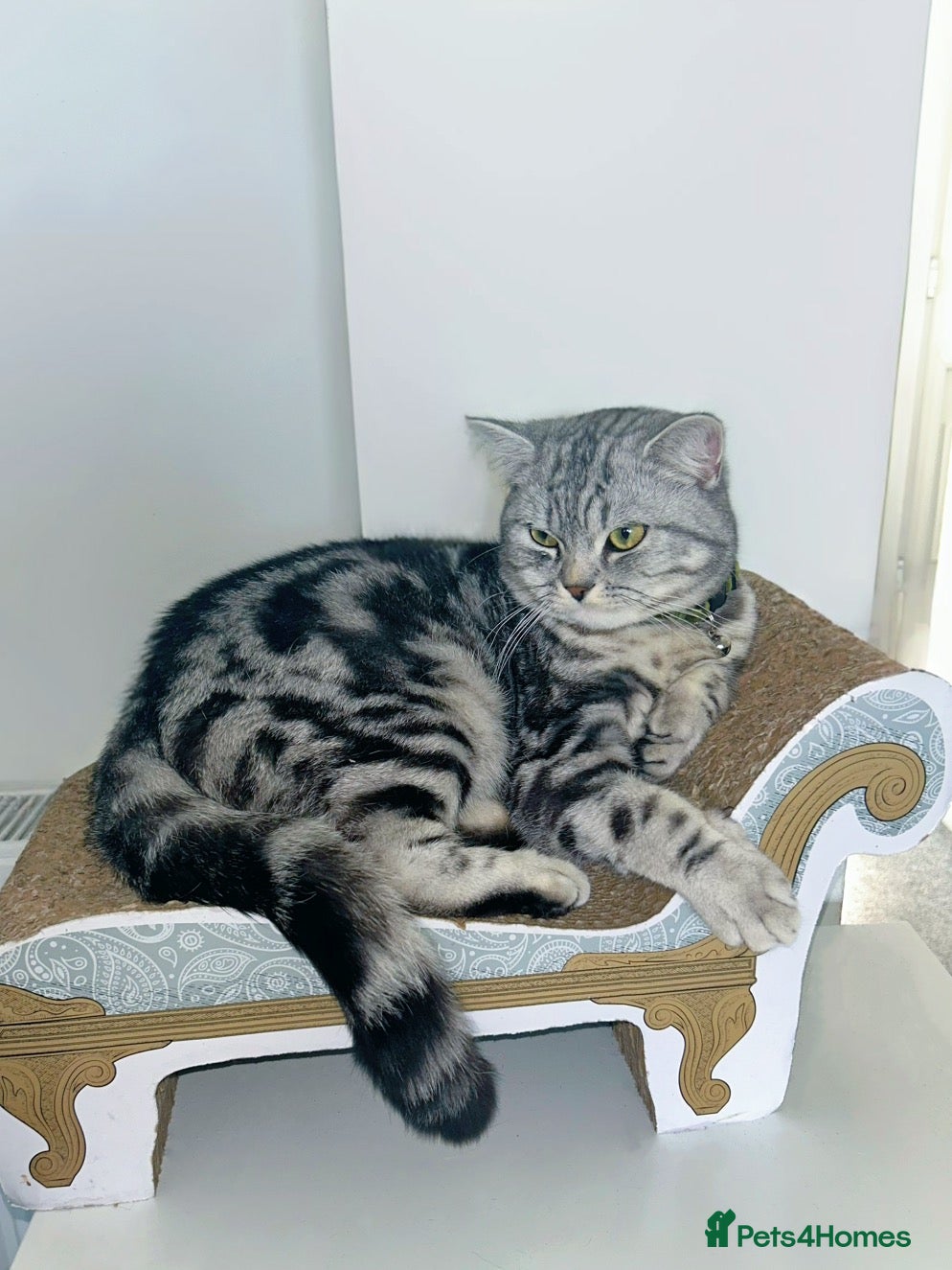 British Shorthair cats Beautiful Pure Bred Silver BSH  - Advert 2