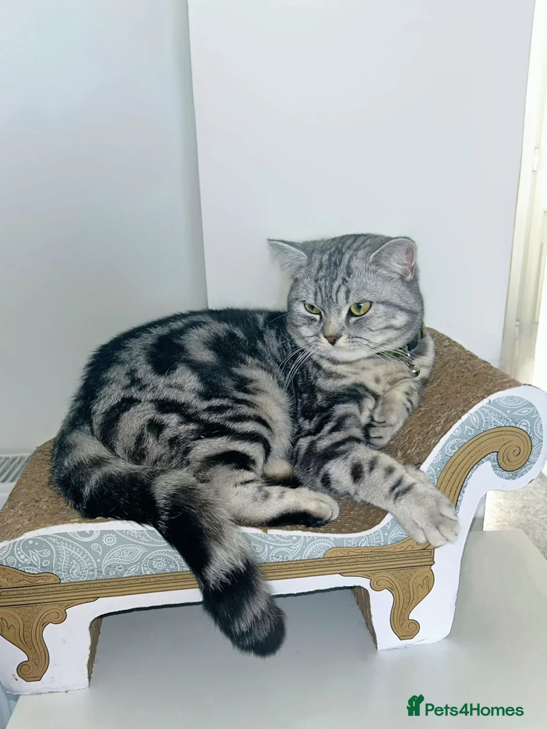 British Shorthair cats for sale: Beautiful Pure Bred Silver BSH  - Advert 1