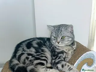 British Shorthair cats Beautiful Pure Bred Silver BSH - Advert 2
