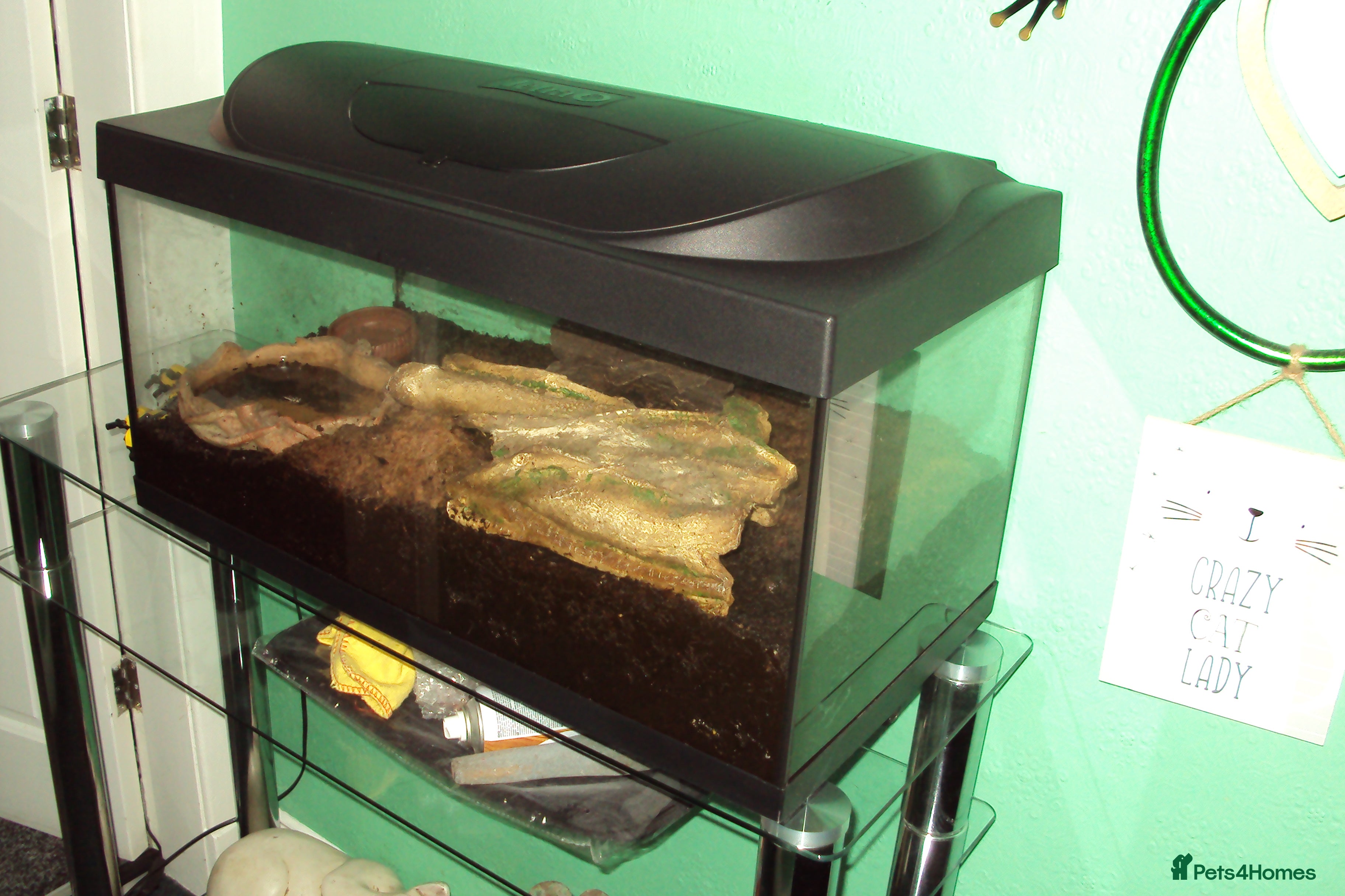 Newt reptiles Fire Salamander + tank + decor - Advert 1