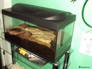 Newt reptiles Fire Salamander + tank + decor - Advert 1