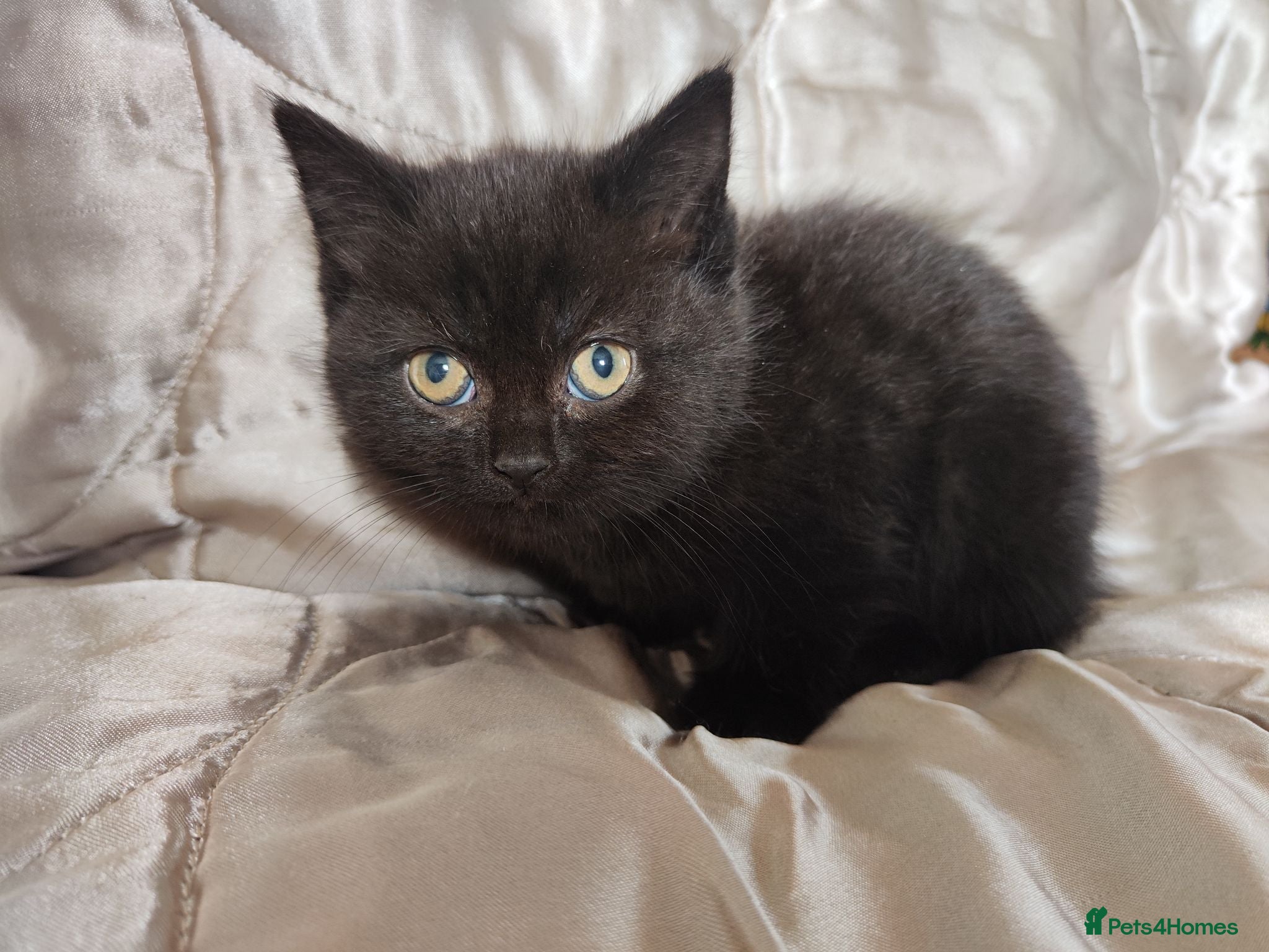 Mixed Breed cats British shorthair X - Advert 2