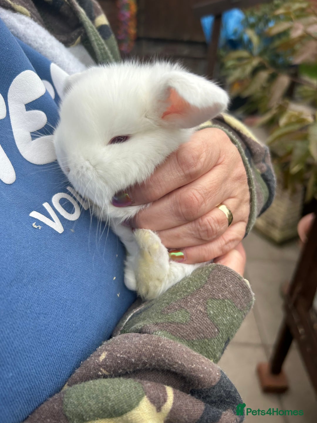 French Lop rabbits for sale: Pure French lop baby bunnies for sale  - Image 10