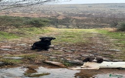Labrador Retriever dogs for sale: KC Reg Health Tested Working Labradors - Image 7