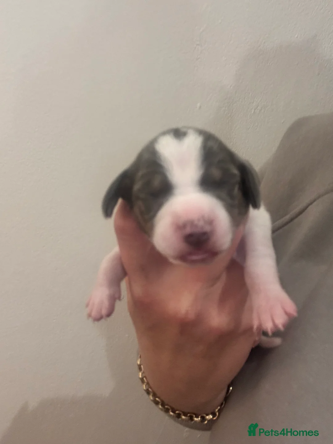 Dachshund dogs for sale: Miniature dashaund - Advert 22