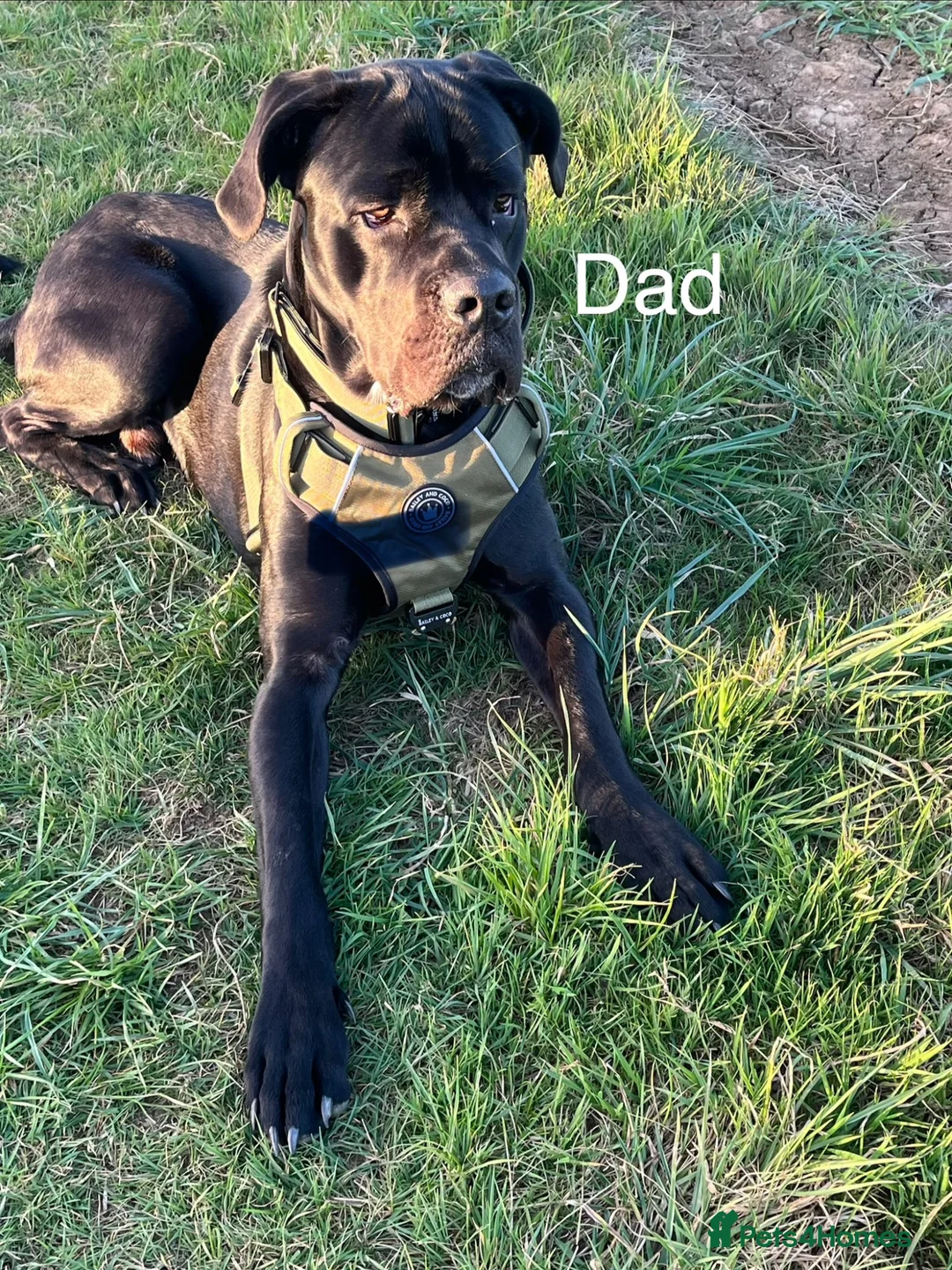 Mixed Breed dogs for sale: Cane corso puppies for sale in Yeovil - Advert 10