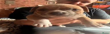 American Bully 2