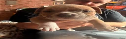 American Bully dogs for sale: Stunning chunky micro pocket Bullies  - Advert 24