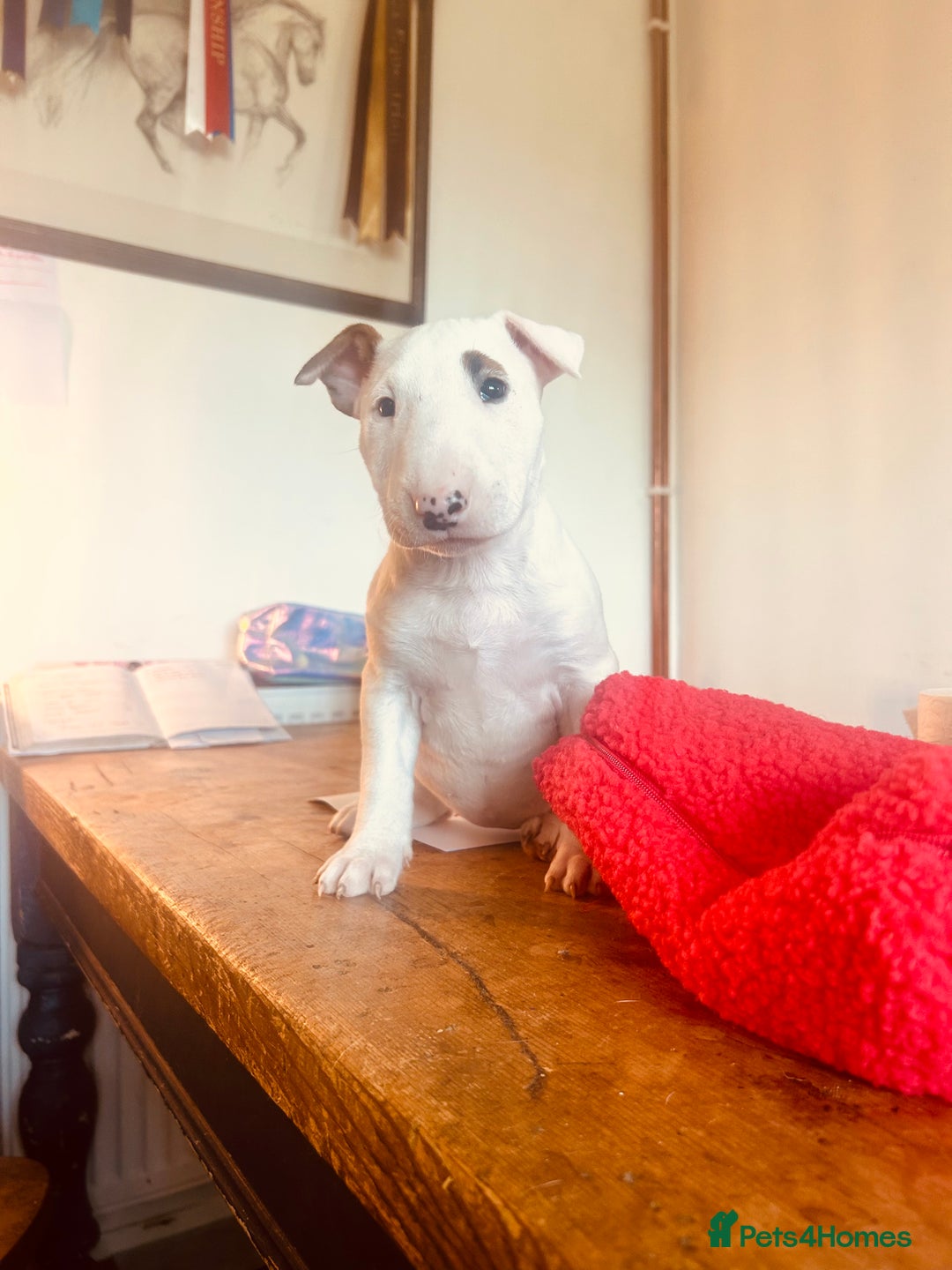 English Bull Terrier dogs for sale: Top Quality Bull Terrier Pups  - Image 1