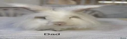 Angora rabbits for sale: Two Female Baby Teddy Widder rabbits for sale - Advert 4
