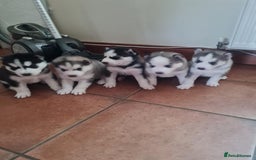 Siberian Husky dogs for sale: Siberian Husky puppies for sale  - Image 1