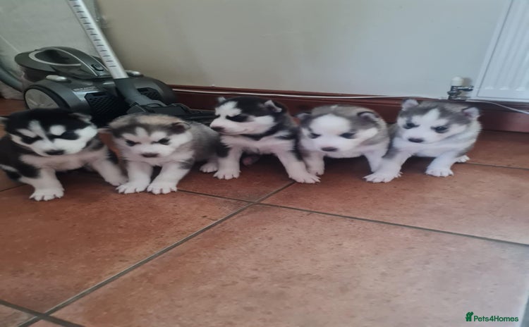 Siberian Husky dogs - Advert 1