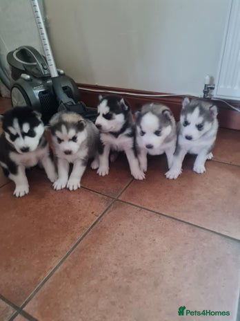 Siberian Husky dogs - Advert 1