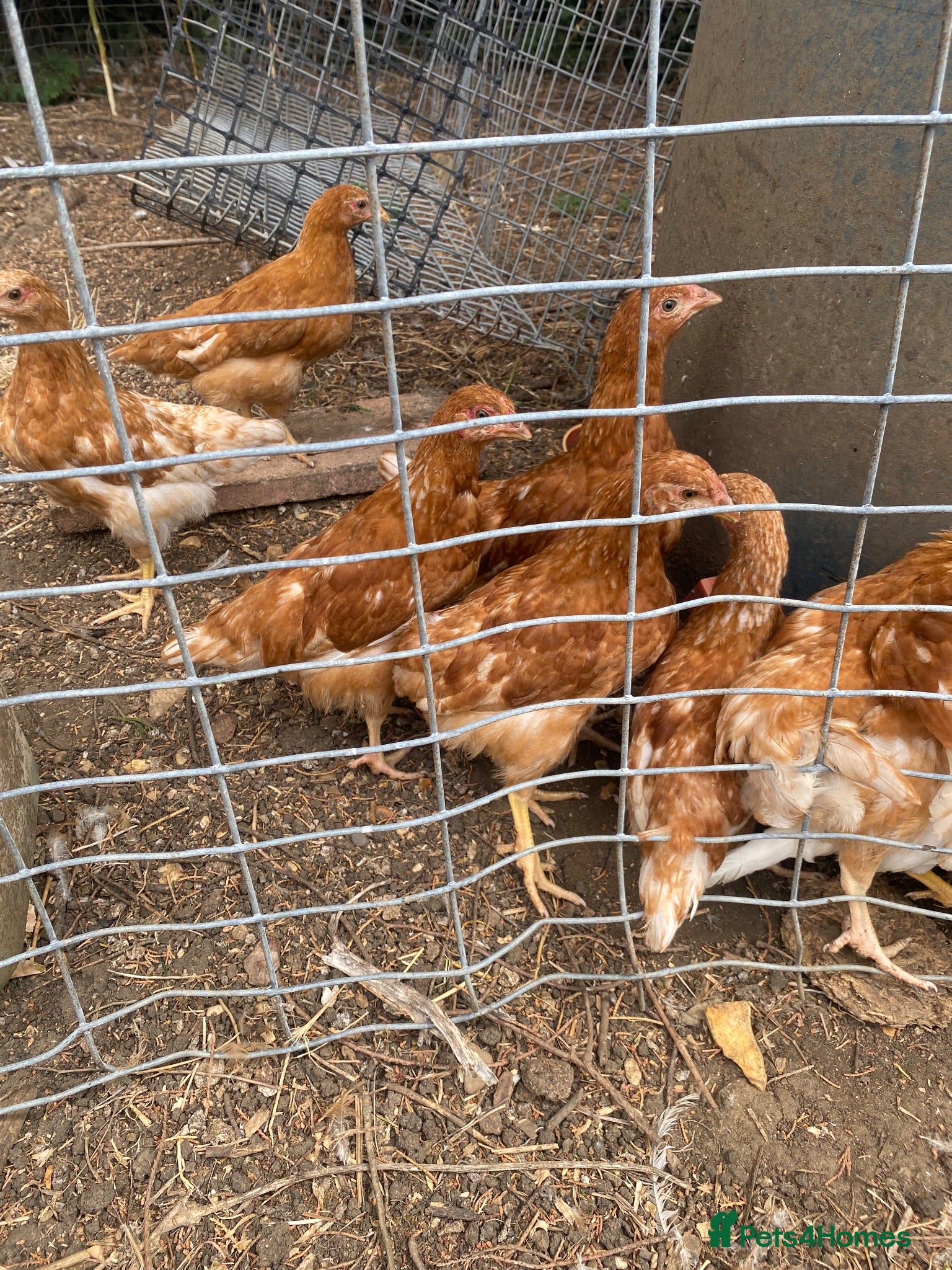 Chickens poultry 15 week old Bovan Brown hens - Advert 5