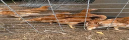 Chickens poultry for sale: 15 week old Bovan Brown hens - Advert 1