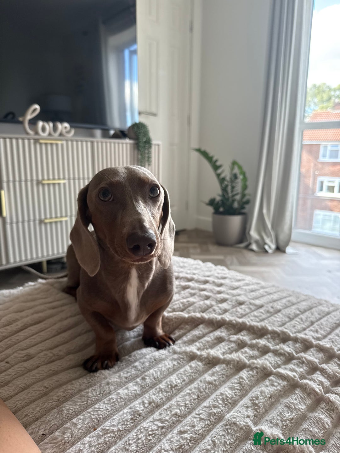 Miniature Dachshund dogs for stud: Ronnie  - Advert 19