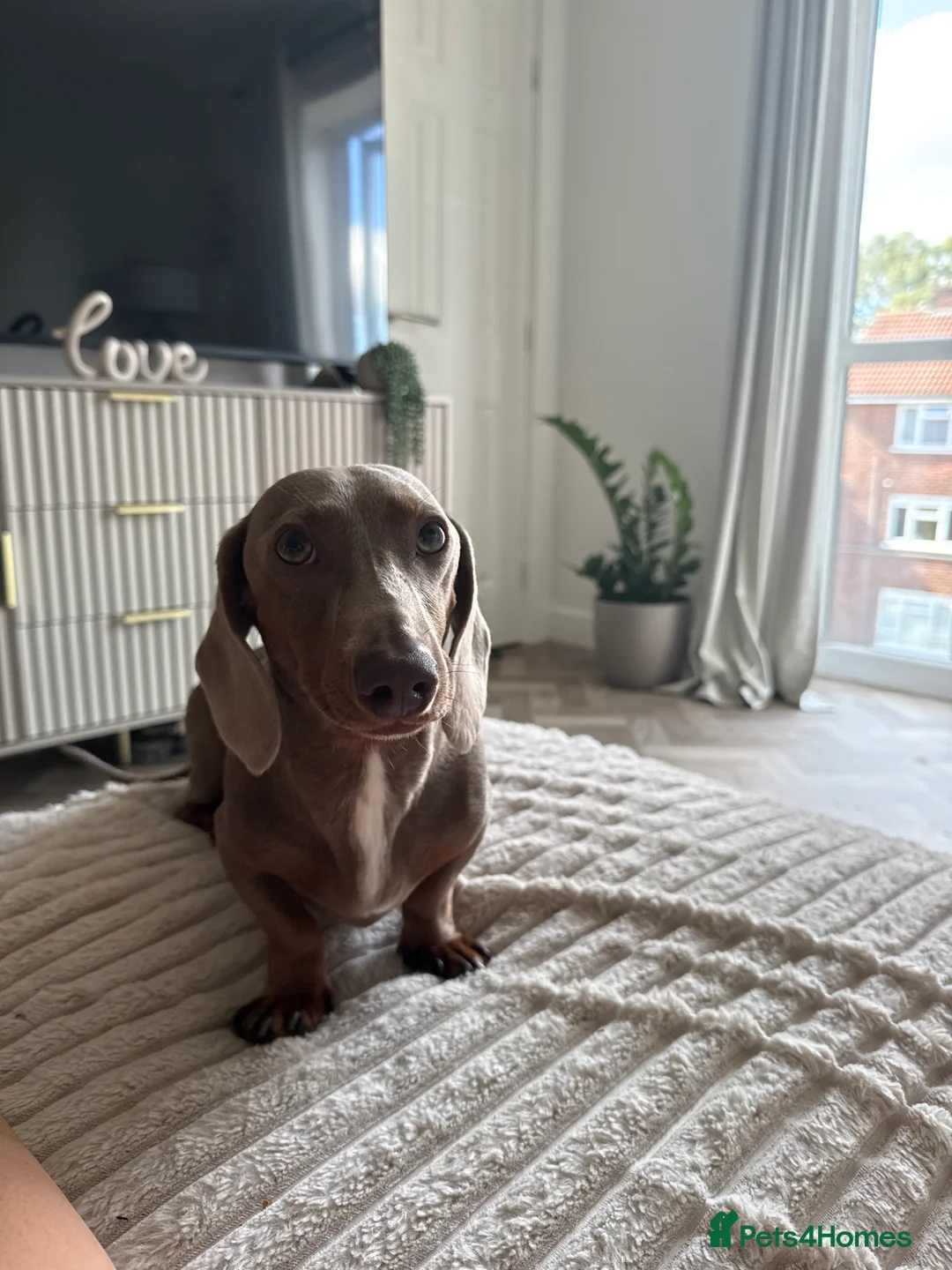 Miniature Dachshund dogs for stud: Ronnie  - Advert 19