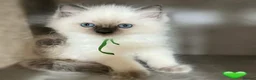 Ragdoll cats for sale: GCCF Blue pointed Ragdoll Kittens - Advert 16