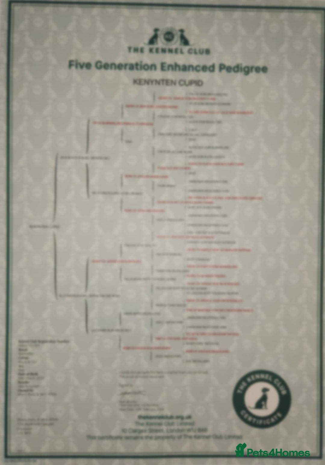 Rottweiler dogs for sale: KC rottweiler male  - Advert 7