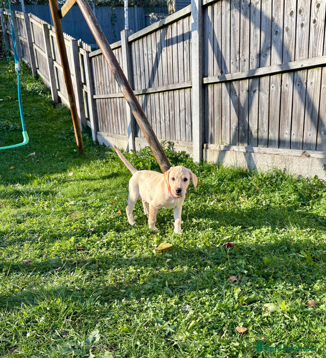 Labrador Retriever dogs for sale: Beautiful female Labrador !!! Ready to go home ! - Advert 3