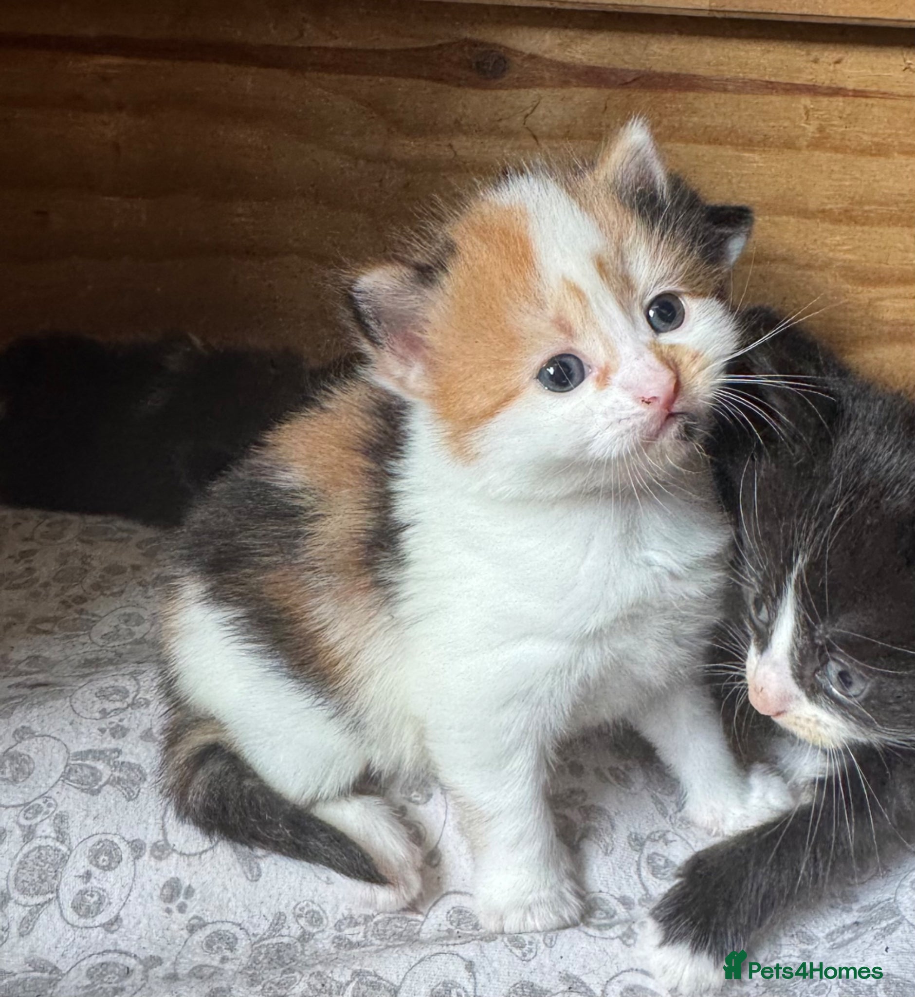 Mixed Breed cats Calico girl gorgeous colours  - Advert 3