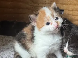 Mixed Breed cats Calico girl gorgeous colours - Advert 3