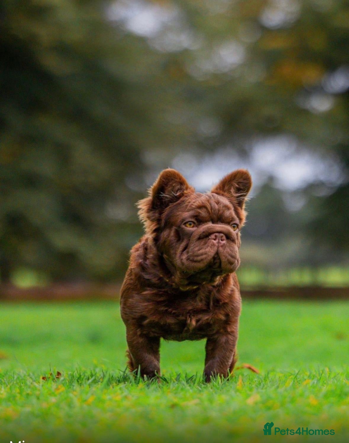 French Bulldog dogs Fluffy Rojo Male  in Norwich - Advert 5