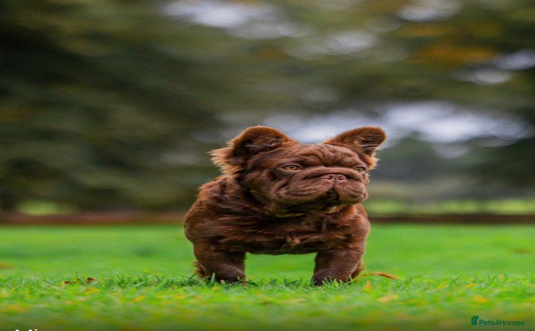 French Bulldog dogs in Norwich - Advert 20