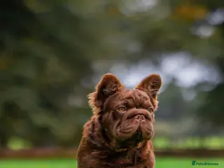 French Bulldog dogs Fluffy Rojo Male in Norwich - Advert 14