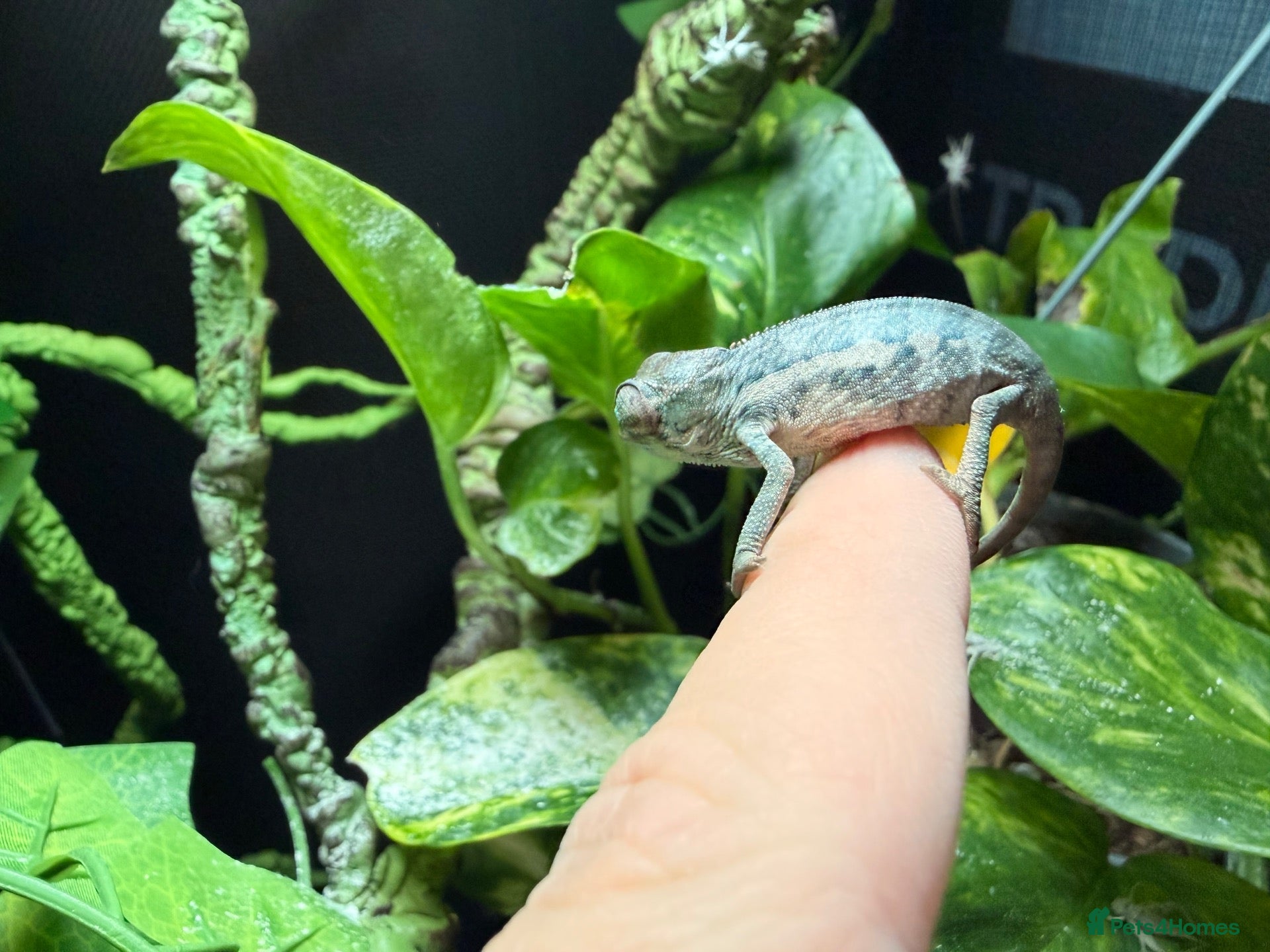 Chameleon reptiles for sale: Baby panther chameleon  - Advert 2