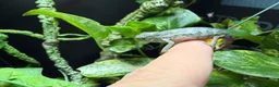 Chameleon reptiles for sale: Baby panther chameleon  - Advert 1