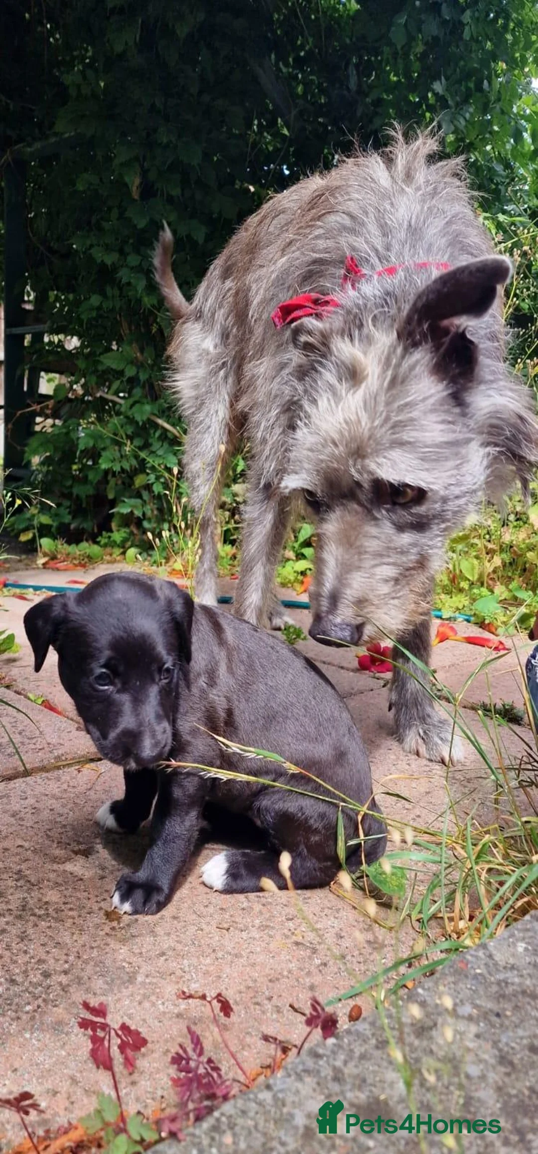 Lurcher dogs for sale: Bedlington grey x bull lurcher pup - Advert 2