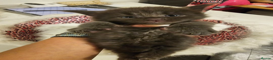 Maine Coon Kitten 2