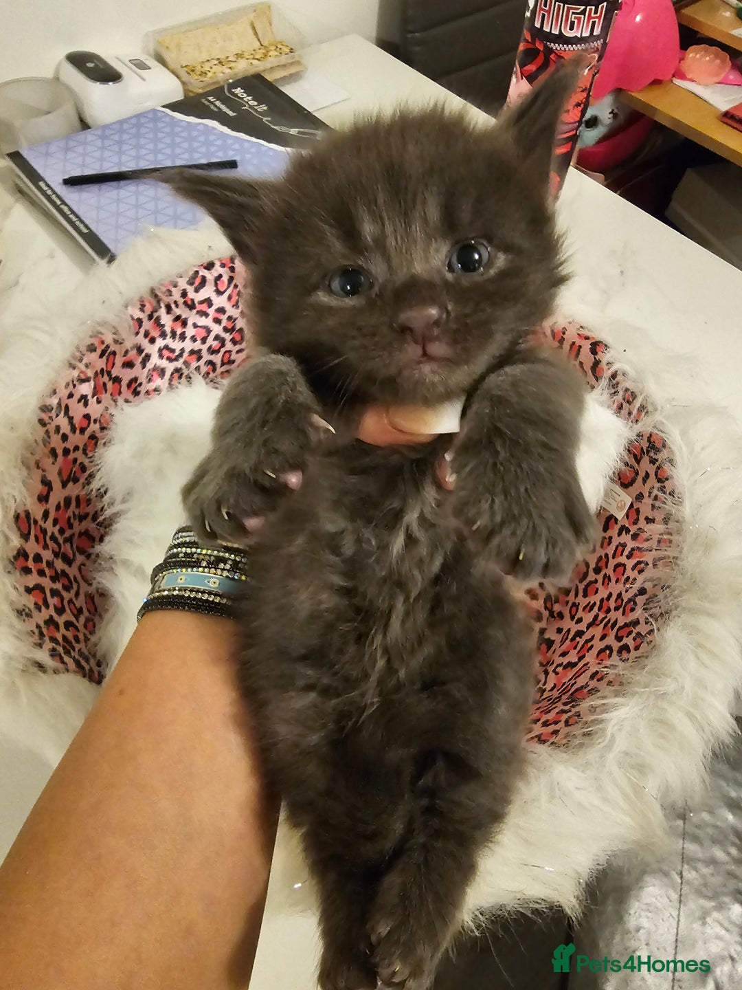Maine Coon cats for sale: Mainecoon kittens - Image 2