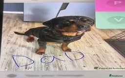 Rottweiler dogs for sale: Rottweiler boy puppy  - Image 2