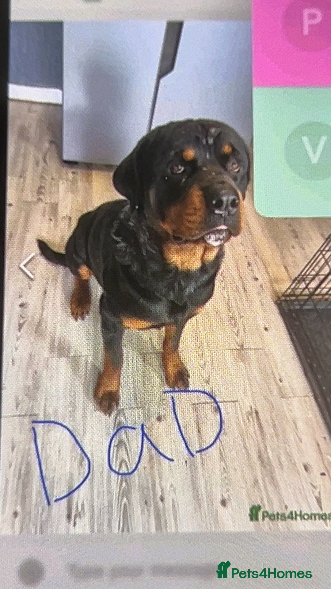 Rottweiler dogs for sale: Rottweiler boy puppy  - Image 2