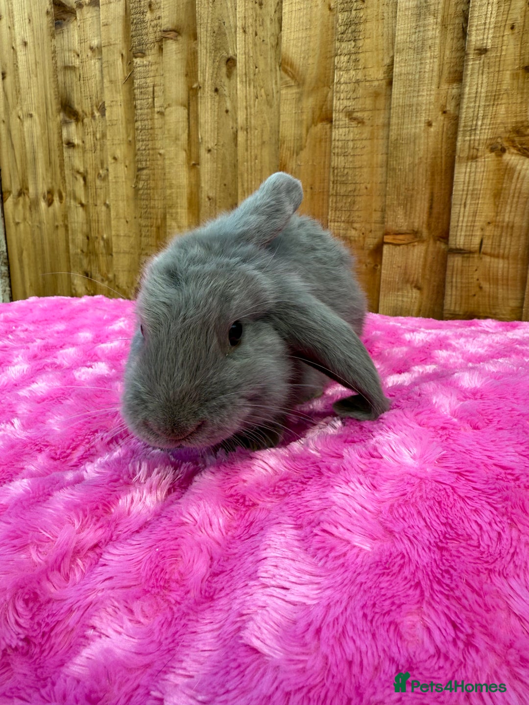 Angora rabbits for sale:  LAST 3! Giant French lop X Angora babies!  in Malmesbury - Image 18