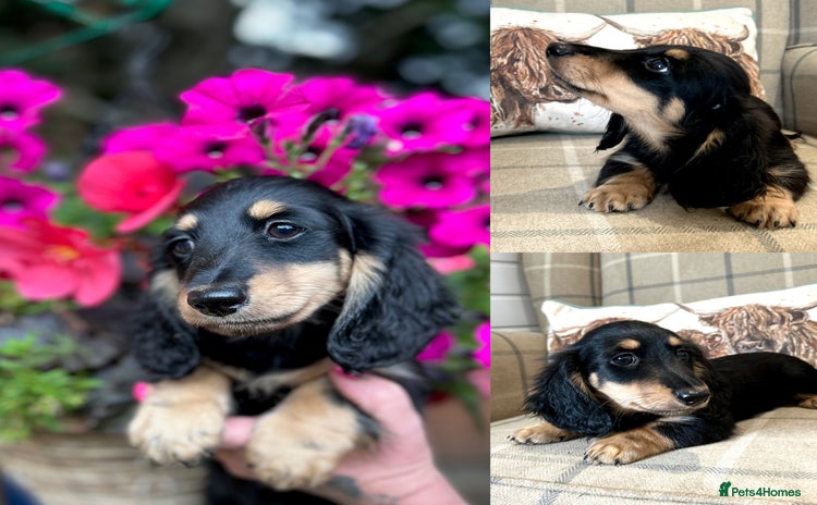 Miniature Dachshund dogs - Advert 15