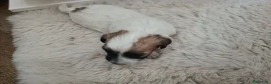 Maltipoo 2