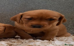 Labrador Retriever dogs for sale: Fox Red Labrador Puppies Girls Available 🌟 - Image 4