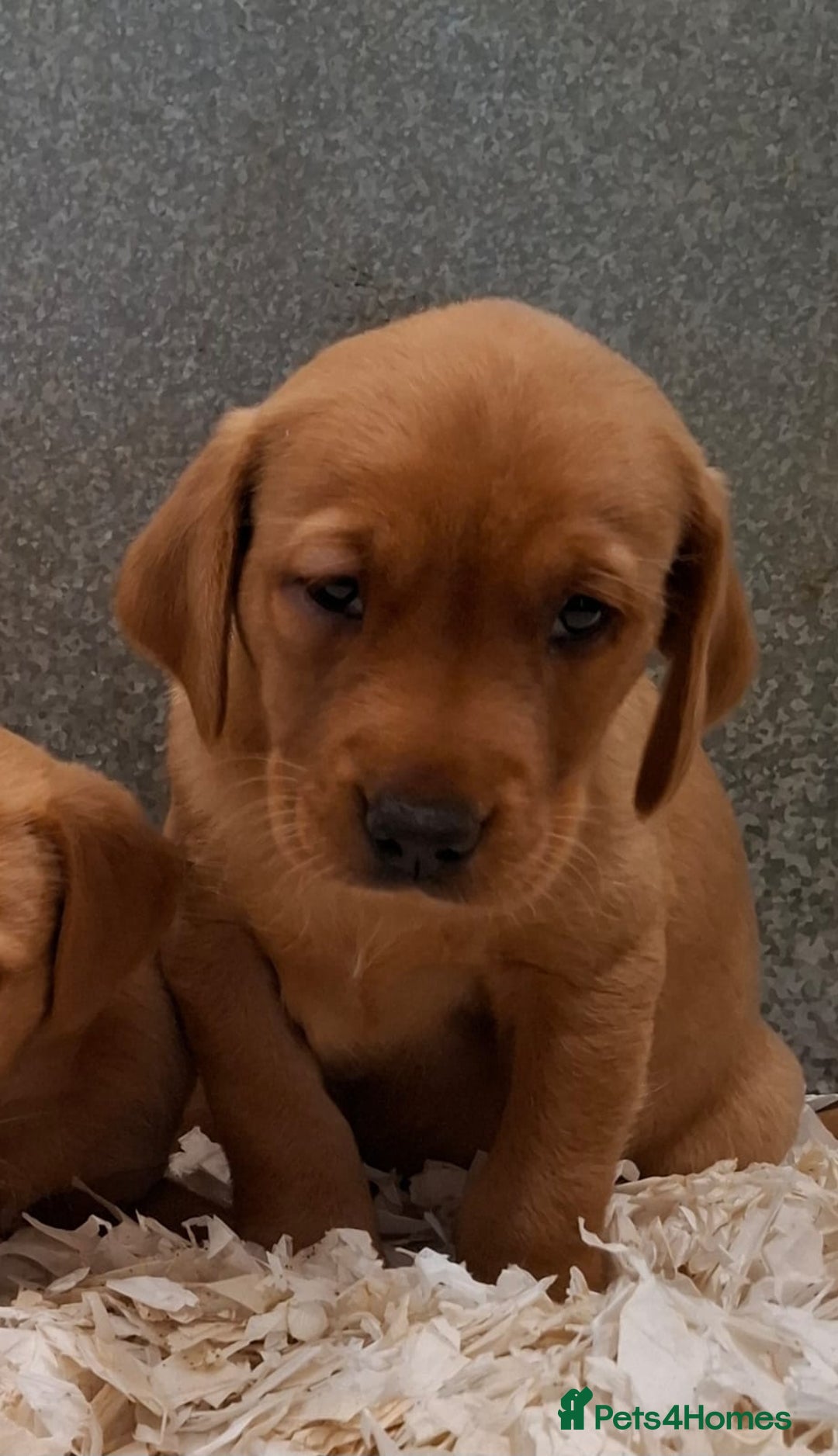 Labrador Retriever dogs for sale: Fox Red Labrador Puppies Girls Available 🌟 - Image 4