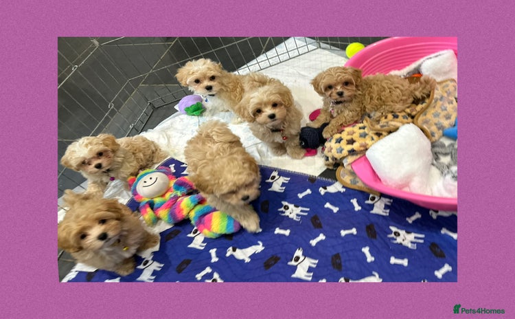 Maltipoo dogs - Advert 9