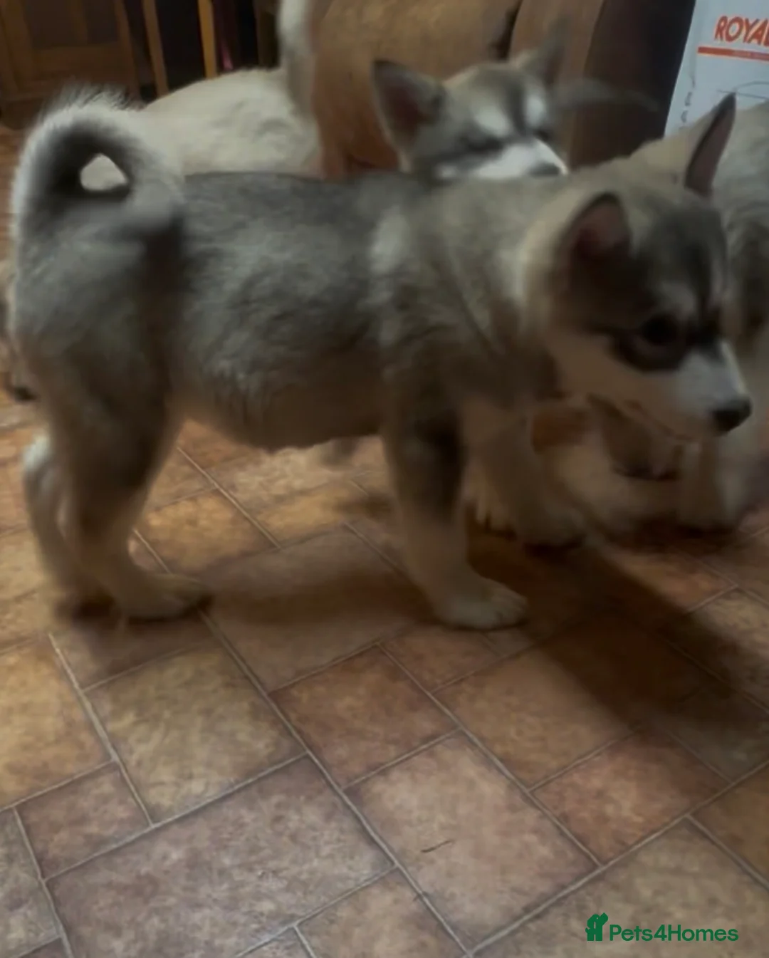 Alaskan Malamute dogs for sale: K.C registered Quality Alaskan Malamute puppies - Advert 28