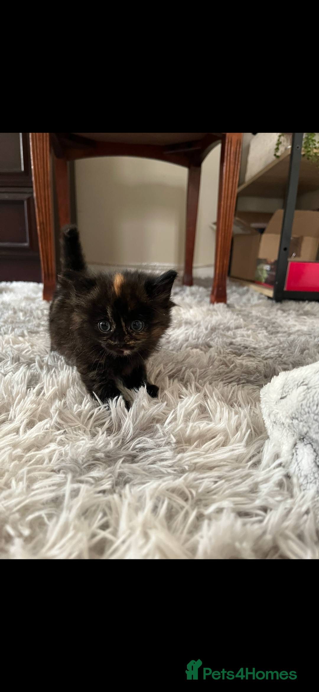 Mixed Breed cats for sale: Kitten  - Image 2