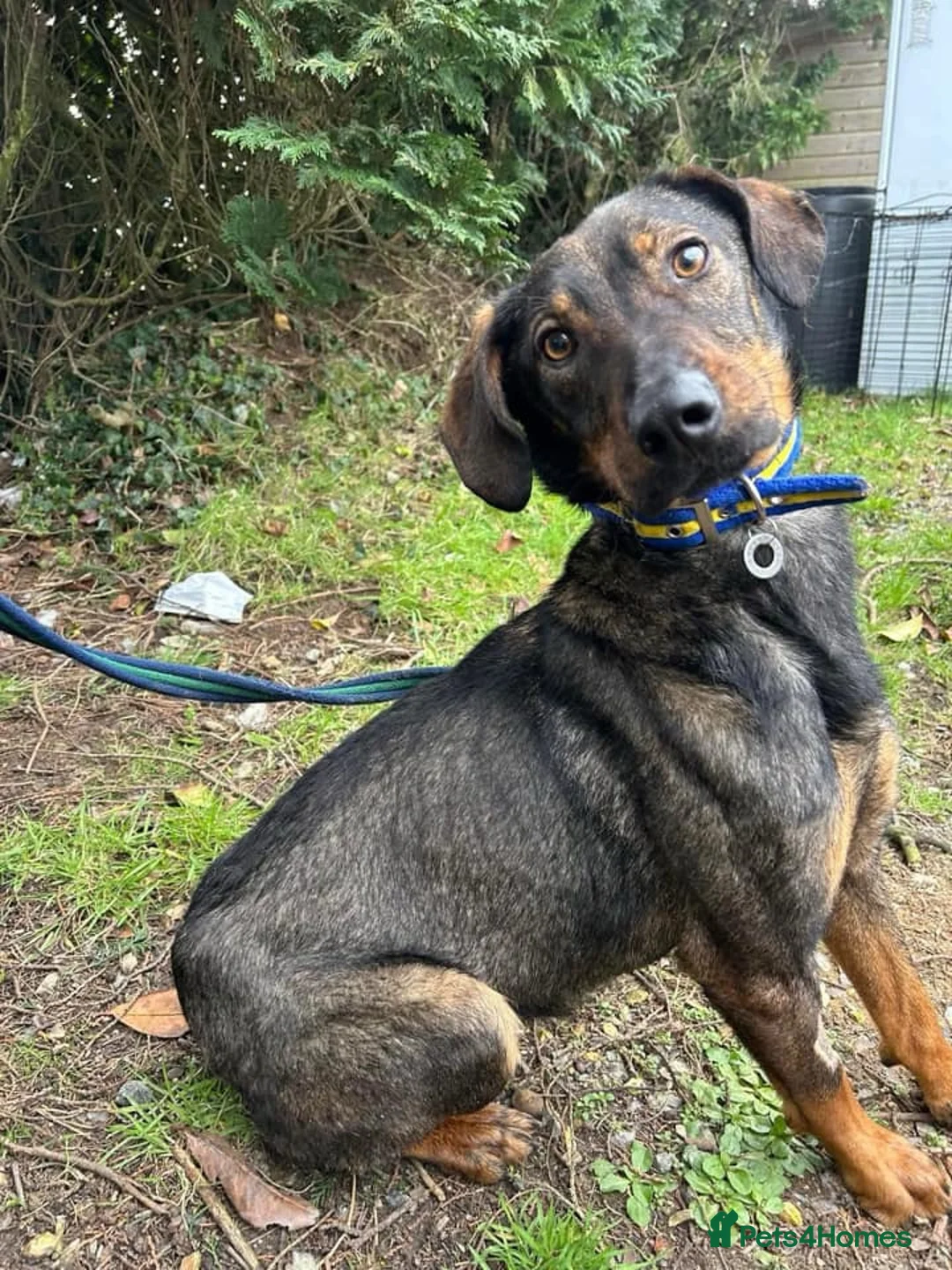 Mixed Breed dogs for adoption: Mr Bean - Norwich Norfolk  in Norwich - Advert 13