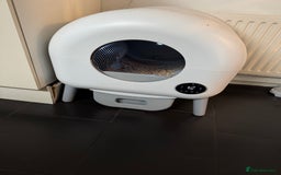 Mixed Breed cats for sale: 2 cats Includes £250 litter machine free  - Advert 3